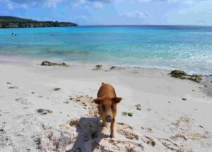 Varkensstrand Curaçao: alle informatie op een rijtje