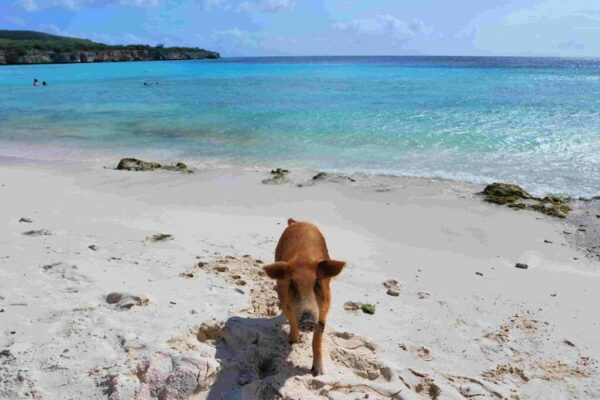 Varkensstrand-Curacao-praktische-info