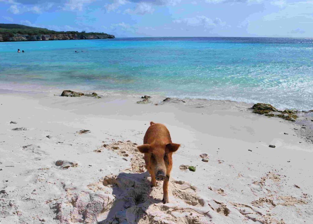 Varkensstrand-Curacao-praktische-info