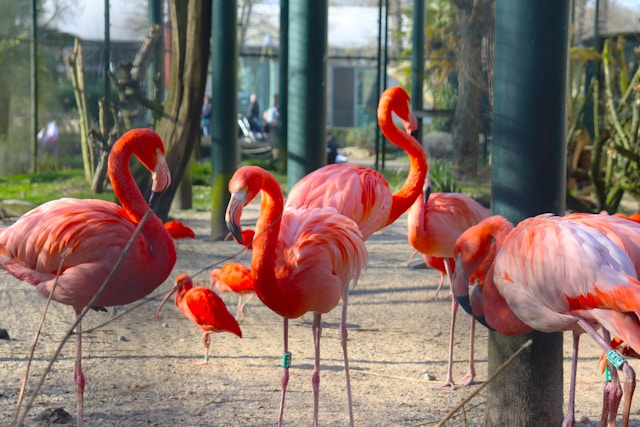 Ouwehands-Dierenpark-in-Rhenen