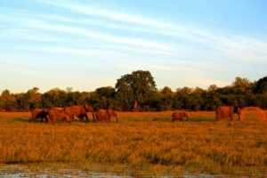 Reisgids Zimbabwe: Ontdek de mooiste plekken, natuur en nationale parken